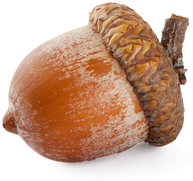Nut Simulator
